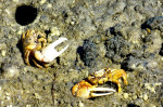 Eenarmige bandietjes: de Fiddler Crab
